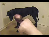 Canine destroying the tight ass hole of a gay beast porn