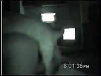 Camera caught a dog banging a pervert slut