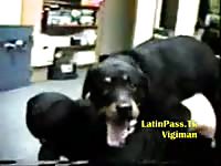 Pet k9 sex with a naughty lady