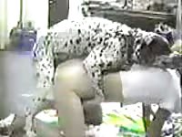 Dalmatian enjoying the tight pussy of a girl amateur beastiality