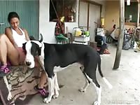 Huge dog wrecking teen beastiality lover's pussy