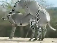 Zebras caught having sex free animal porn