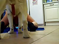 Floor sex of a dog and a gay beast porn