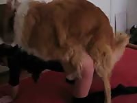 Amateur dog sex with webcam slut