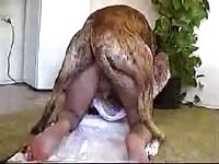 Tight hole got banged by a huge dog xxx