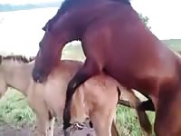 Farm sex of two horny ponies
