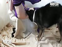 Dog tasting a tiny zoopussy's juices
