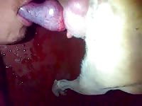 Slut biting and sucking her dog xxx cock