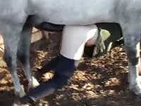 Horse wrecking a whore's zoopussy