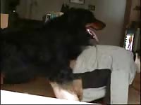 Gay beastiality stories dog sex on cam