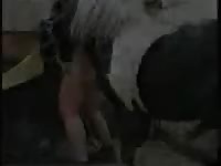 Lara and her horse fucking on a farm
