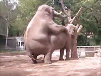 Hardcore animal sex on a zoo