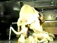 Amateur dog sex with a chick