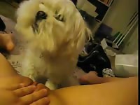 Shih-tzu dog giving dog oral sex