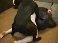 Hardcore animal sex with a big black dog