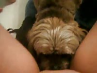 Dog xxx eating the pussy of a sexy bitch