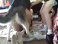Husky dog xxx sniffing and fucking a hot chick