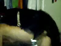 Webcam dog porno with a petite slut