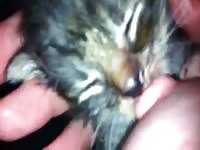 Cat sucking and licking on lady's nipples animal xxx