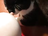 Cat licking the nipples of beastie gal