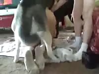 Guy made his pet husky fuck his girlfriend forced beastiality