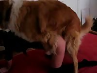 Big ass whore on k9 dog sex video