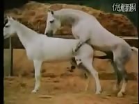 Horse sex got caught on camera