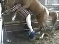 Gay beast cowboy got banged by horse
