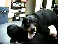 K9 lady got banged from behind