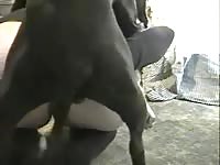 Webcam dog sex with big ass teen