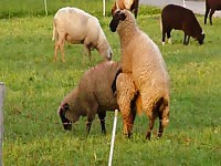 Beastiality taboo sheeps having sex