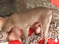 Teen animal sex with a brown dog on the bed