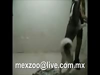 Hot babe teasing a husky zoofilia xxx