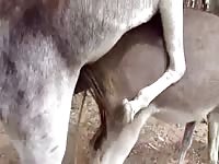 Two horses fucking each other in a zoo porn