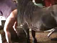 Horse anal sex with a bitch in a stable