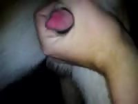 Naughty owner jacking off a dog's pink dick