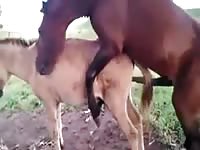 Two horses banging each other on a farm xxx