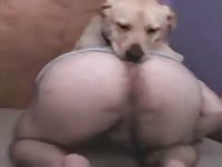 Cute dog licks the ass of a gay beast porn