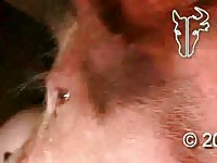 Animal xxx with a pervert farm caretaker