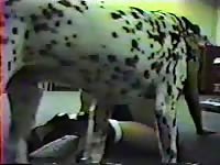 Dalmatian destroyed a pervert slut's pussy