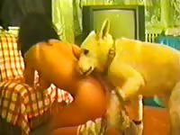 Living room sex with a dog amateur beastiality