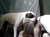 Webcam slut got her pussy licked by dog xxx