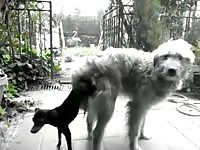 Beastiality taboo dogs having sex