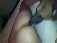 Ass-licking of a dog xxx video