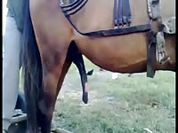 Hard horse cock got filmed zoo xxx