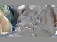 Homemade beastiality porn film with dog