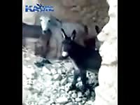 Free animal porn in a cave