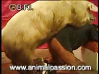 Pig porn with a beastiality slut