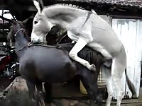White and black horse sex