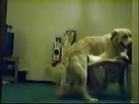 Mexzoo matured whore got fucked in different positions